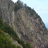 Plants: image 47 Of 92 Thumb